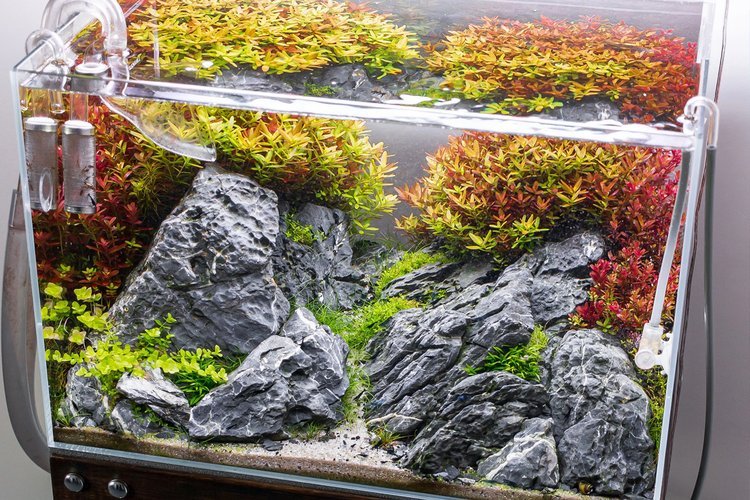 Iwagumi Aquascape mit ARKA mySCAPE Seiryu Rocks