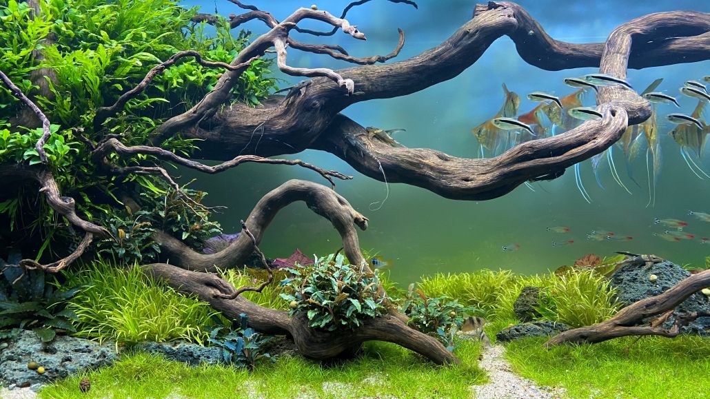 Aquascaping-Aquarium beleuchtet mit daytime PRO-SLC SunLike-Color