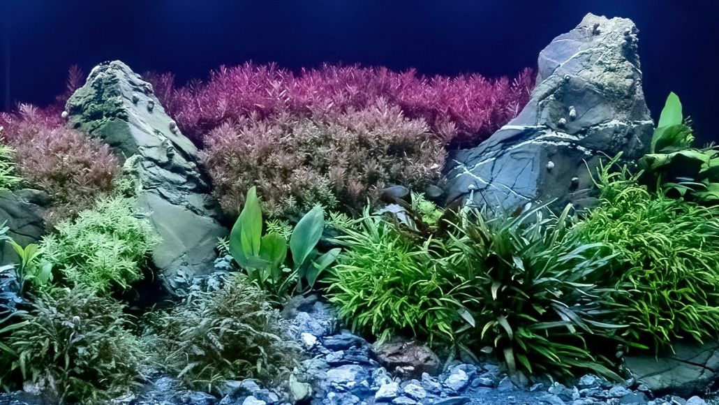Pflanzenaquarium mit roten Pflanzen unter daytime PRO-SLC SunLike-Color Beleuchtung