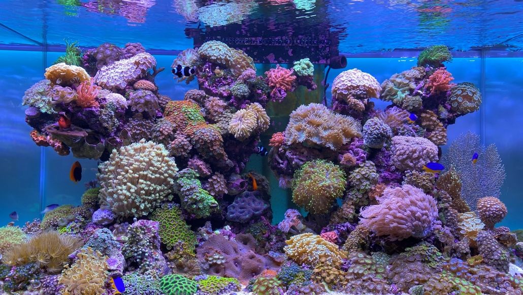 Meerwasseraquarium mit Korallen unter daytime PRO-SLM1:1 SunLike-Marine 1:1 Beleuchtung
