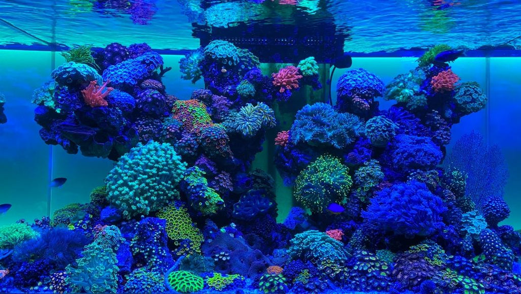 Riffaquarium mit Korallen unter daytime PRO-SLM3:1 SunLike-Marine 3:1 Beleuchtung