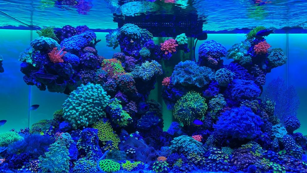 Riffaquarium mit Korallen unter daytime PRO-SLM3:1 SunLike-Marine 3:1 Beleuchtung