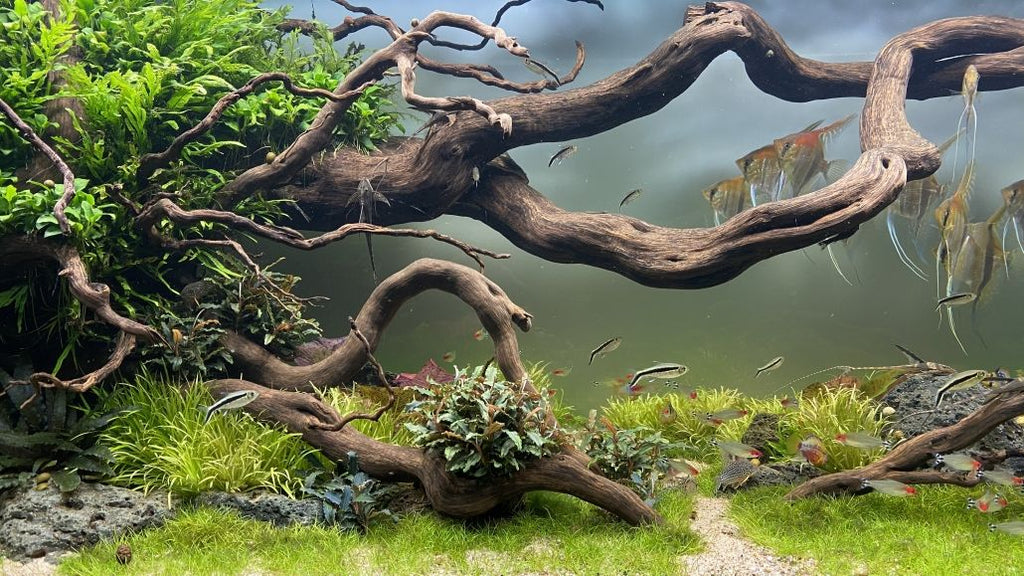 Natürliches Süßwasseraquarium beleuchtet mit daytime PRO-SLN SunLike-Neutral