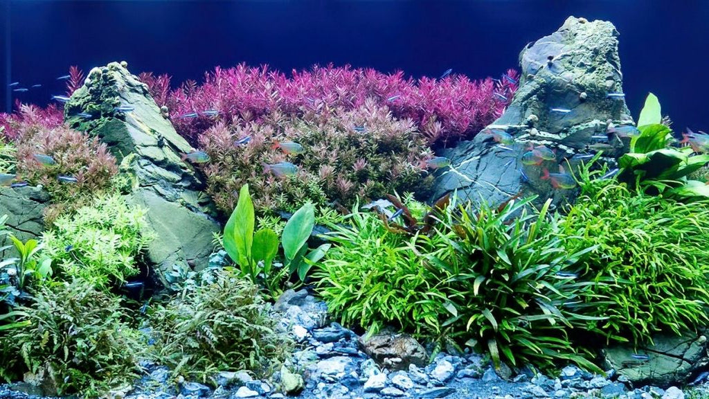 Süßwasseraquarium beleuchtet mit daytime PRO-SLU SunLike-Ultra LED-Modulen