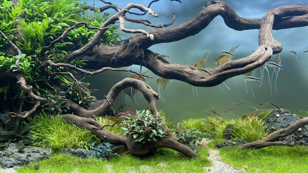 Aquascape mit daytime PRO-SLU SunLike-Ultra Vollspektrum-Beleuchtung