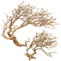 Garnelen-Bäumchen Dry Tree aus filigran verzweigtem Naturholz für Aquarium und Aquascaping – Beispielbild