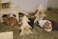 Resch Futterbaum aus Fichtenholz – Futterspielzeug für Kaninchen & Meerschweinchen – Hauptansicht