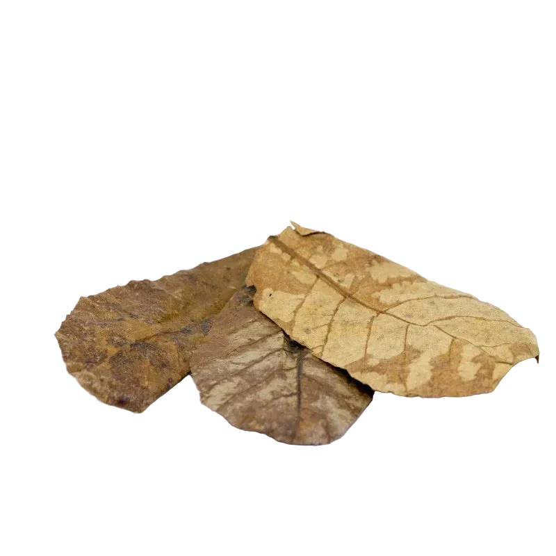 Catappa Large