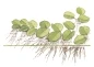 Preview: Salvinia auriculata 1-2-Grow! In Vitro