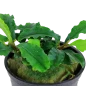 Mobile Preview: Bucephalandra Wavy Green im Topf von Tropica