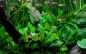 Mobile Preview: Cryptocoryne wendtii 'Green' 1-2-Grow! In Vitro Tropica