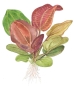 Preview: Echinodorus 'Reni' 1-2-Grow! limited edition