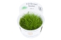 Preview: Eleocharis acicularis 'Mini' 1-2-Grow! In Vitro Tropica Preview: Eleocharis acicularis 'Mini' 1-2-Grow! In Vitro Tropica
