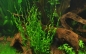 Preview: Helanthium bolivianum Vesuvius 1-2-Grow! In Vitro