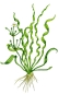 Preview: Helanthium bolivianum Vesuvius 1-2-Grow! In Vitro