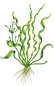 Mobile Preview: Helanthium bolivianum Vesuvius 1-2-Grow! In Vitro