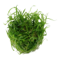 Preview: Helanthium tenellum Green 1-2-Grow! In Vitro von Tropica