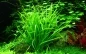 Preview: Helanthium tenellum Green 1-2-Grow! In Vitro von Tropica