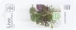 Preview: Lobelia cardinalis Mini-Topf in Einzelverpackung