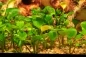 Mobile Preview: Marsilea hirsuta 1-2-Grow! In Vitro von Tropica