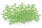 Mobile Preview: Micranthemum 'Monte Carlo' 1-2-Grow!