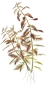 Preview: Proserpinaca palustris 1-2-Grow! limited edition Preview: Proserpinaca palustris 1-2-Grow! limited edition