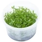 Preview: Proserpinaca palustris 1-2-Grow! limited edition