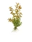 Preview: Rotala rotundifolia Mini-Topf in Einzelverpackung