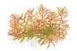 Mobile Preview: Rotala ‘H’ra’ 1-2-Grow! In Vitro