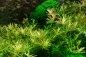 Mobile Preview: Rotala ‘H’ra’ 1-2-Grow! In Vitro
