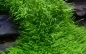 Preview: Utricularia graminifolia 1-2-Grow! In Vitro Tropica