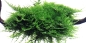 Preview: Vesicularia dubyana 'Christmas' Moos 1-2-Grow! In Vitro