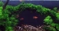 Preview: Vesicularia ferriei 'Weeping' Moos 1-2-Grow! Tropica