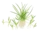 Mobile Preview: Littorella uniflora 1-2-Grow! In Vitro