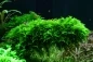 Preview: Vesicularia dubyana 'Christmas' Moos 1-2-Grow! In Vitro
