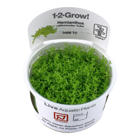 Preview: HCC - Hemianthus callitrichoides Cuba 1-2-Grow! Tropica