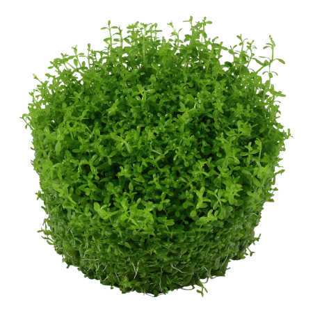 Preview: HCC - Hemianthus callitrichoides Cuba 1-2-Grow! Tropica