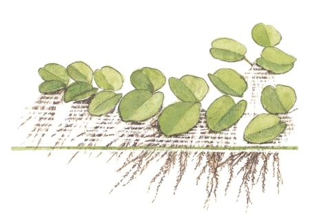 Salvinia auriculata 1-2-Grow! In Vitro