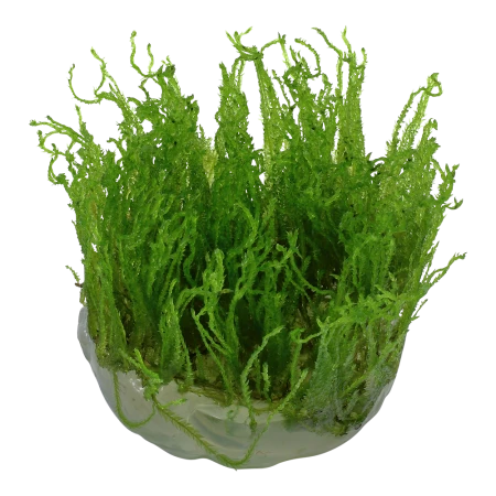 Taxiphyllum 'Taiwan moss' 1-2-Grow! In Vitro Tropica