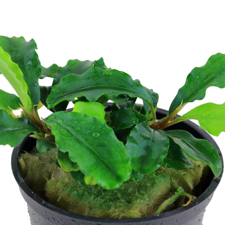 Preview: Bucephalandra Wavy Green im Topf von Tropica