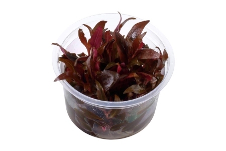 Preview: Alternanthera reineckii 'Mini' 1-2-Grow! In Vitro von Tropic Preview: Alternanthera reineckii 'Mini' 1-2-Grow! In Vitro von Tropic