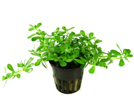 Bacopa 'Compact' Topf in Einzelverpackung