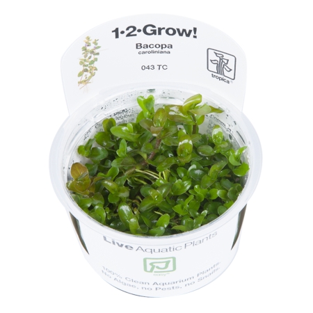 Preview: Bacopa caroliniana 1-2-Grow! In Vitro Tropica