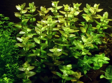 Preview: Bacopa caroliniana 1-2-Grow! In Vitro Tropica