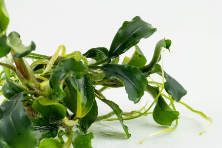 Preview: Bucephalandra pygmaea Bukit Kelam / Green Wavy 1-2-Grow!