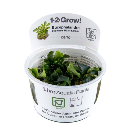 Preview: Bucephalandra pygmaea Bukit Kelam / Green Wavy 1-2-Grow!