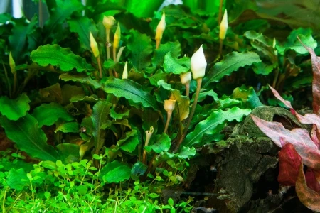 Bucephalandra pygmaea Bukit Kelam / Green Wavy 1-2-Grow!
