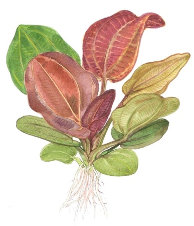 Preview: Echinodorus 'Reni' 1-2-Grow! limited edition Preview: Echinodorus 'Reni' 1-2-Grow! limited edition