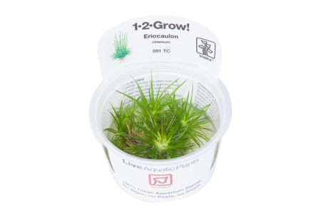 Preview: Eriocaulon cinereum 1-2-Grow! Preview: Eriocaulon cinereum 1-2-Grow!