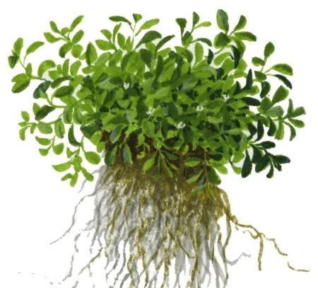 Glossostigma elatinoides 1-2-Grow! In Vitro